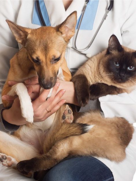 Clínica para Castração em Biguaçu SC