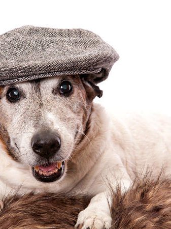 Cuidados especiais no inverno para cães idosos