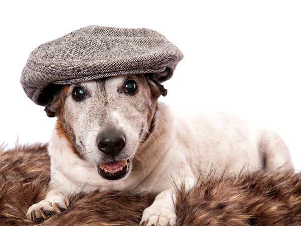 Cuidados especiais no inverno para cães idosos