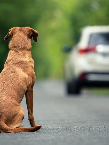 Nunca abandone um animal. É CRIME