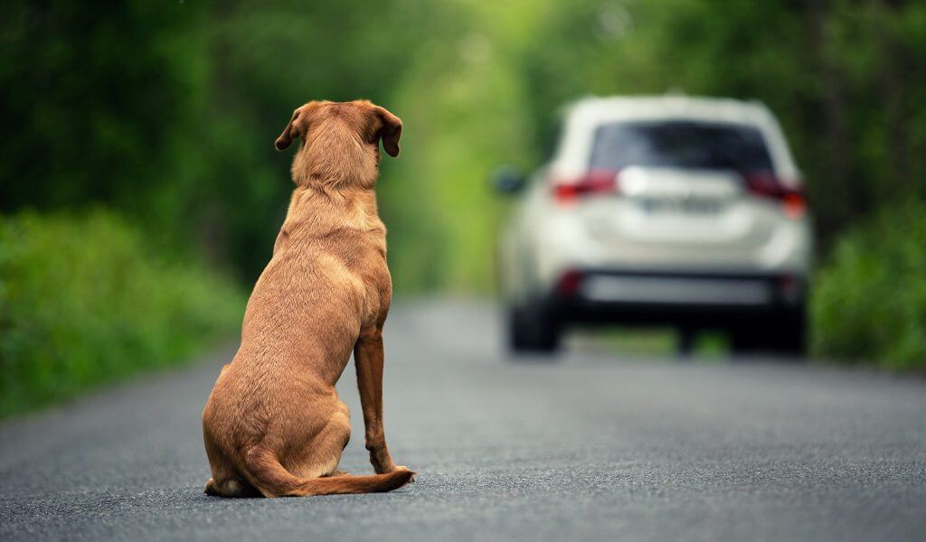 Nunca abandone um animal. É CRIME