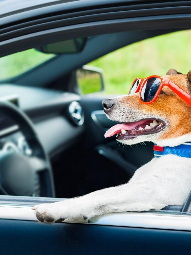 Segurança do seu amiguinho dentro do carro - Clínica Veterinária em Biguaçu