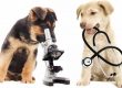 Tudo sobre Zoonoses?