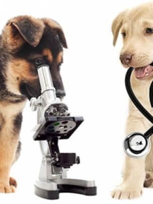 Tudo sobre Zoonoses?