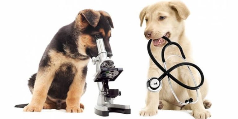 Tudo sobre Zoonoses?
