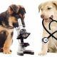 Tudo sobre Zoonoses?