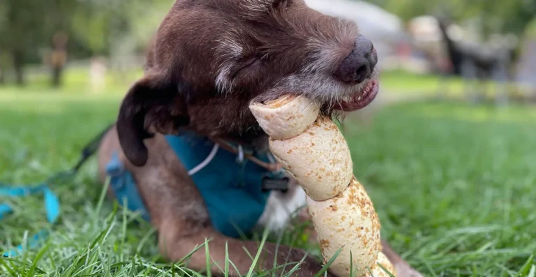 Cão segurando um osso enquanto o artigo explica os riscos e benefícios da mastigação segundo a medicina veterinária