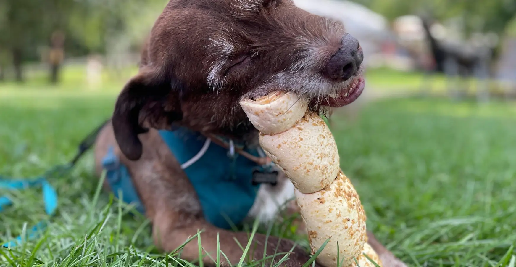 Cão segurando um osso enquanto o artigo explica os riscos e benefícios da mastigação segundo a medicina veterinária